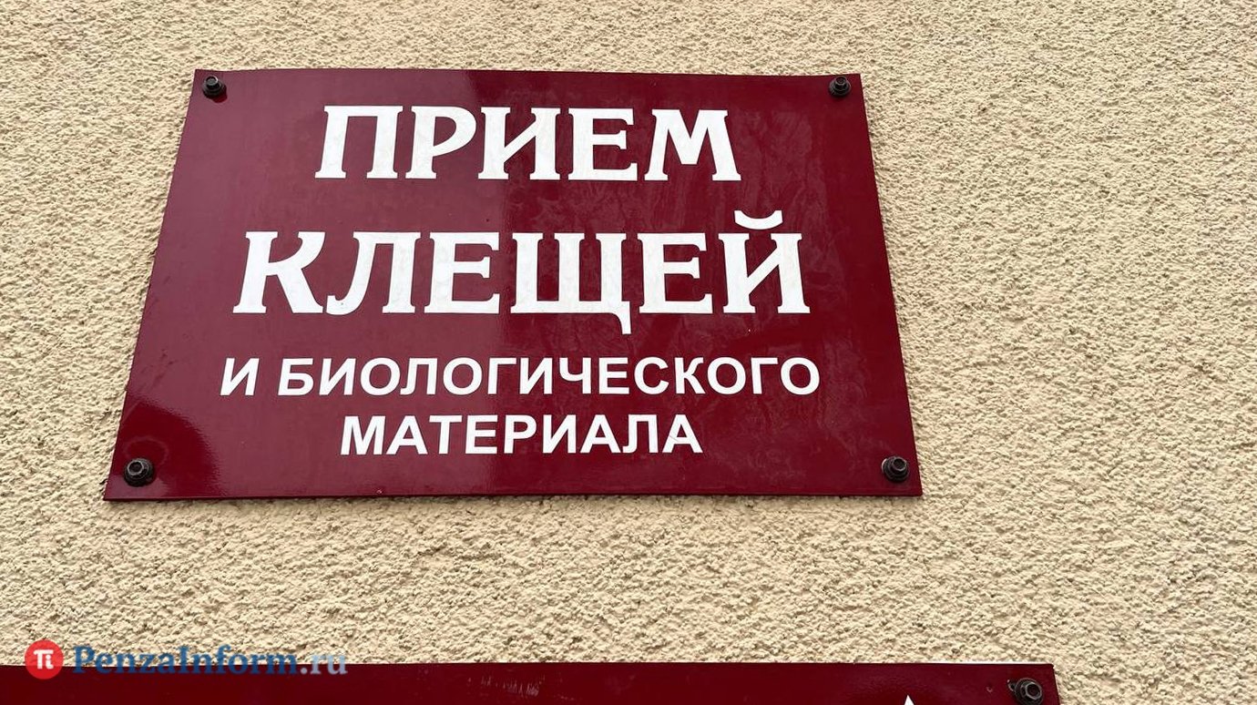 За неделю клещи атаковали более 80 жителей Пензенской области