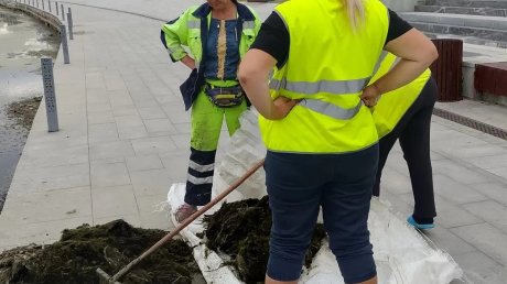Суру у набережной продолжают очищать от водорослей