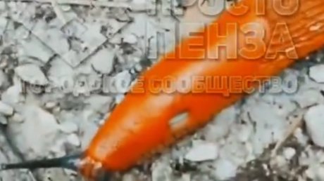 Экспансия испанских слизней в Пензе: вредителей заметили в Ахунах