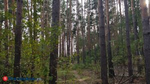 В Пензенской области объявлен сбор лосиных мух