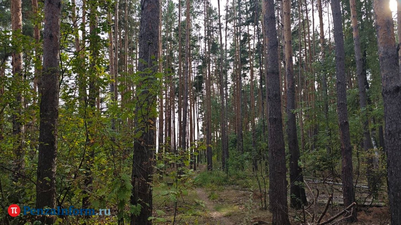 В Пензенской области объявлен сбор лосиных мух