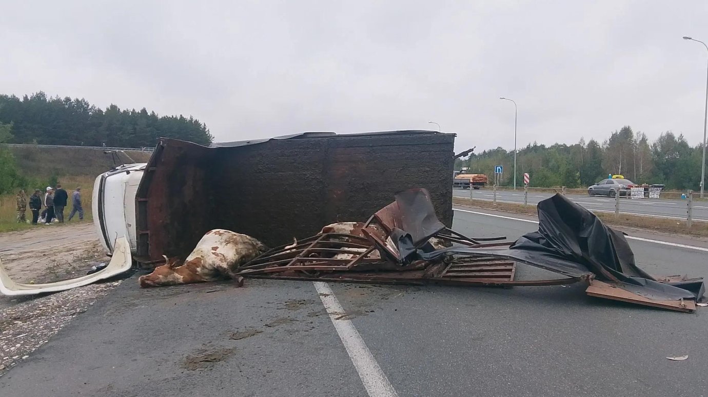 На М-5 «Валдай» врезался в фуру и сбил стоявшего рядом водителя