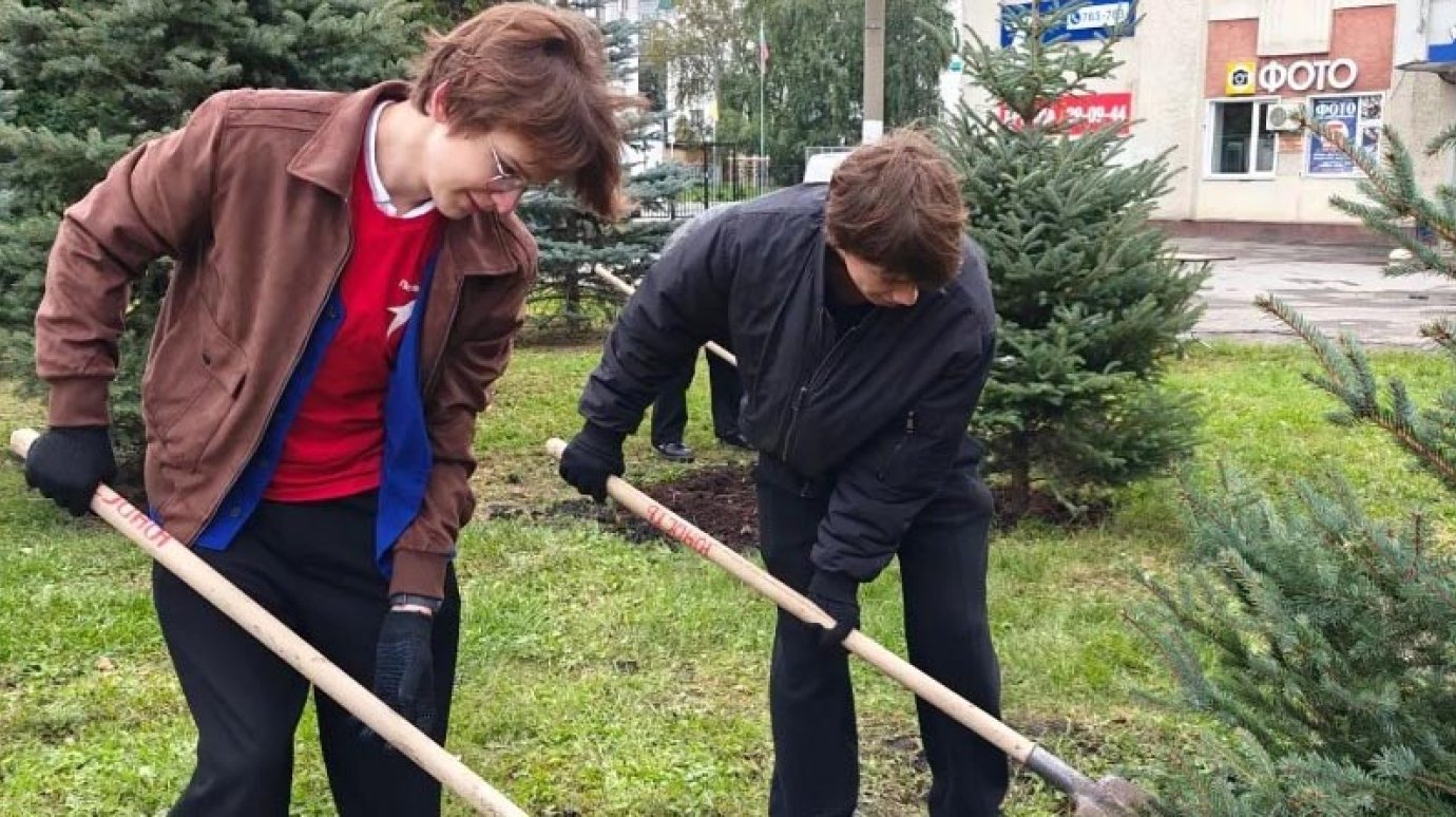 У торгового центра на улице Суворова высадили ели