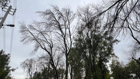 Бедствие: в Комсомольском парке могут вырубить больше 100 деревьев