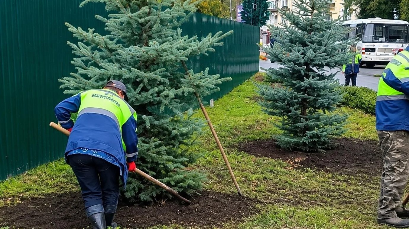 На нескольких улицах в Пензе высадили деревья