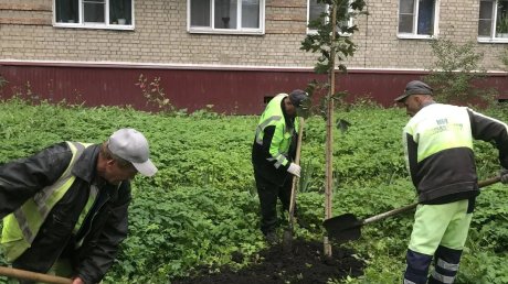 На нескольких улицах в Пензе высадили деревья