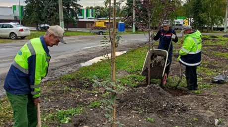 На нескольких улицах в Пензе высадили деревья