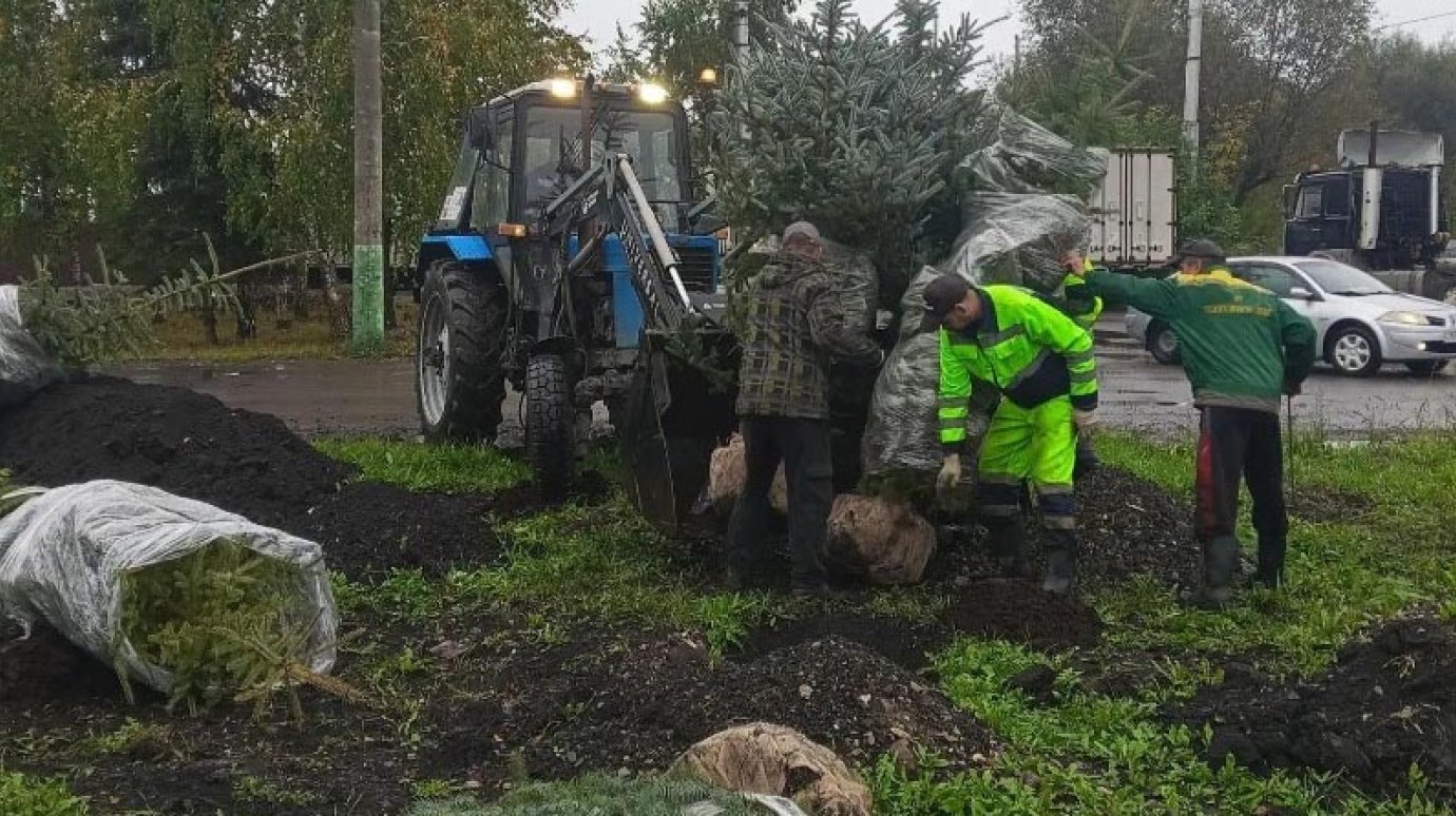 В сентябре в Пензе появилось 1 500 молодых деревьев