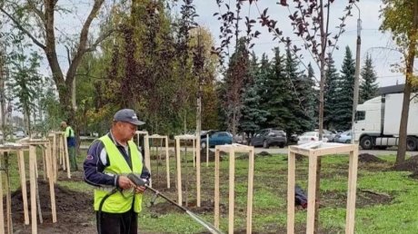 В сентябре в Пензе появилось 1 500 молодых деревьев