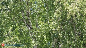 21 сентября - Всемирный день русского единения