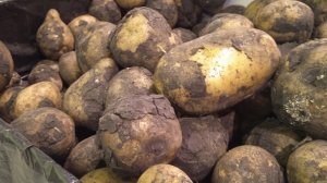 Продают ли в магазине кормовой картофель и опасен ли он?