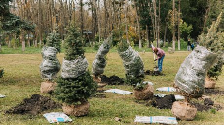 По инициативе «Рисана» в парке в Арбекове высадили более 70 деревьев