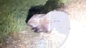 В Колышлейском районе заметили дикобраза
