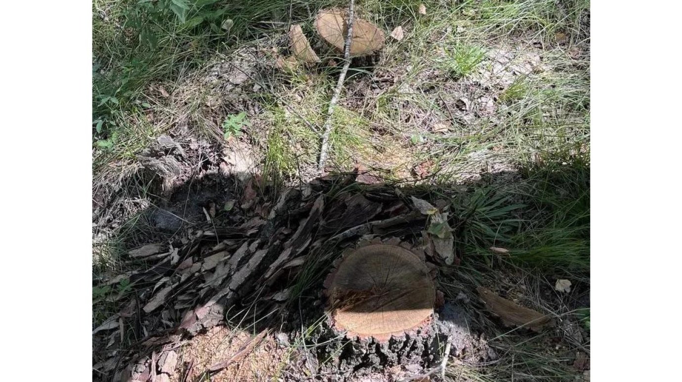 Сельчанин пытался скрыть следы преступления в лесничестве