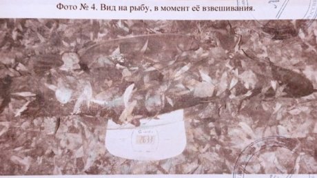 Ловля рыбы в чужом пруду дорого обошлась жителям Засечного