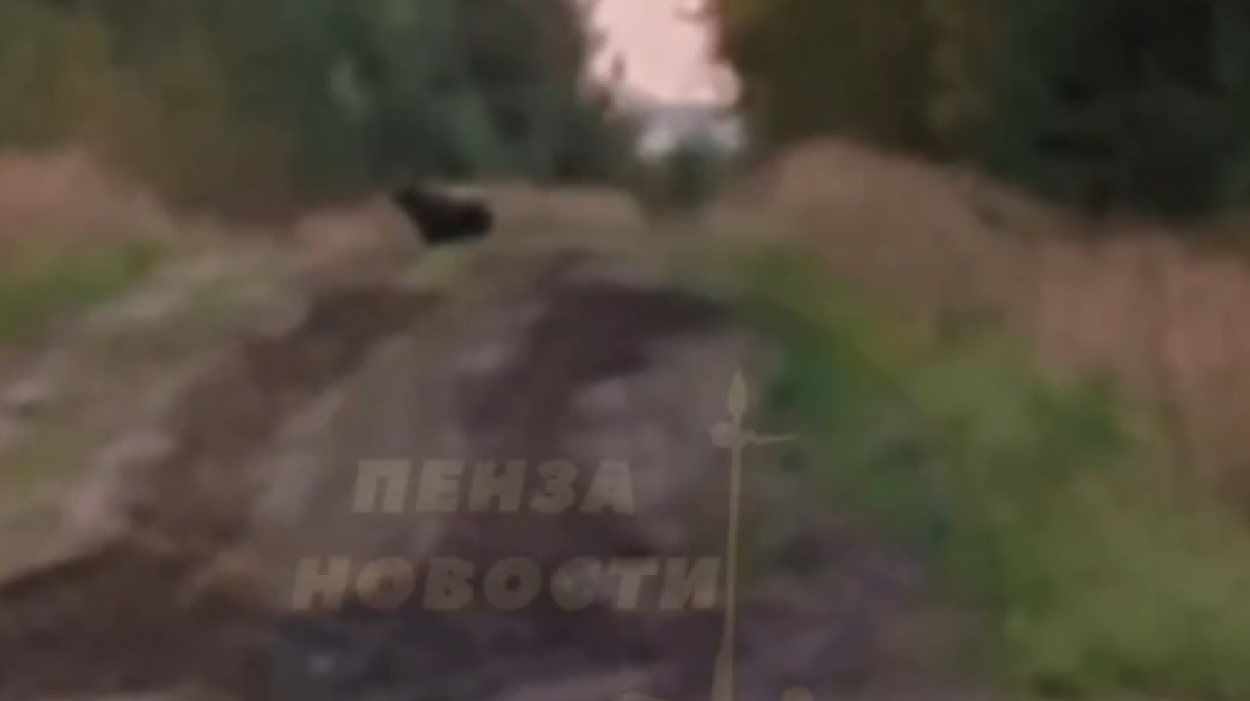 В Белинском районе сняли на видео медведя