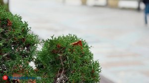 Прогноз погоды на 3 октября: ночные заморозки и мокрый снег