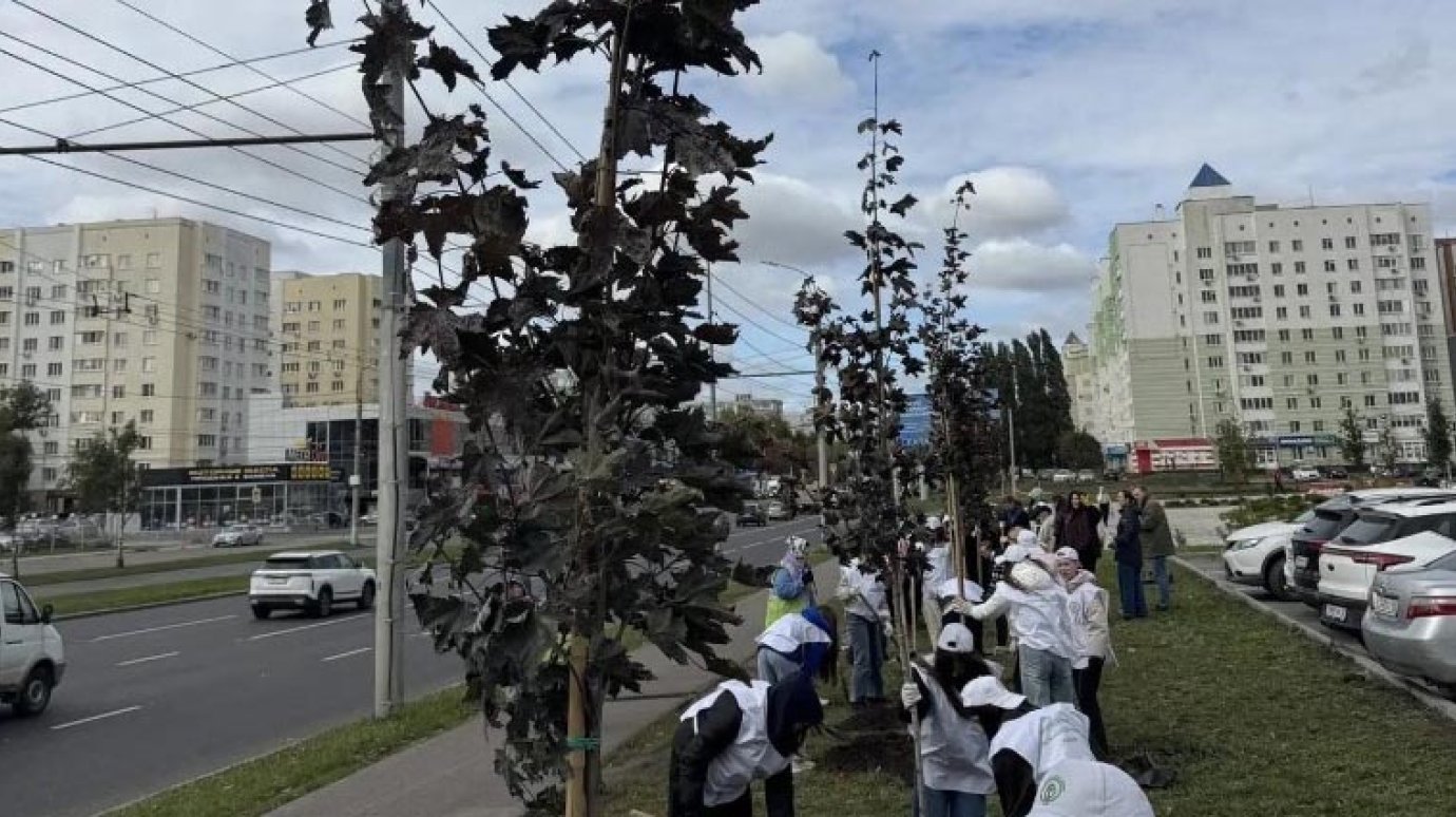 В микрорайоне Арбеково высадили 26 красных кленов