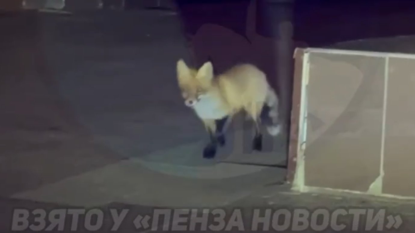По улице Московской в Пензе пробежала лиса