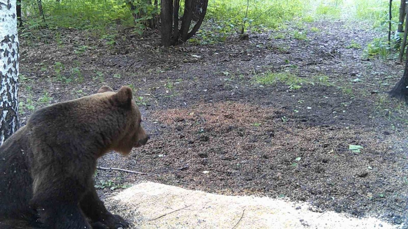 В Нижнеломовском районе заметили медведя