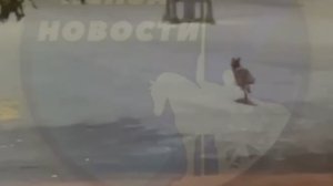 Нашествие: в Пензе лис заметили еще в двух местах
