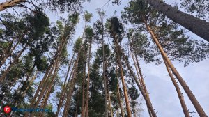 Жителей Никольска научат поиску людей в лесу