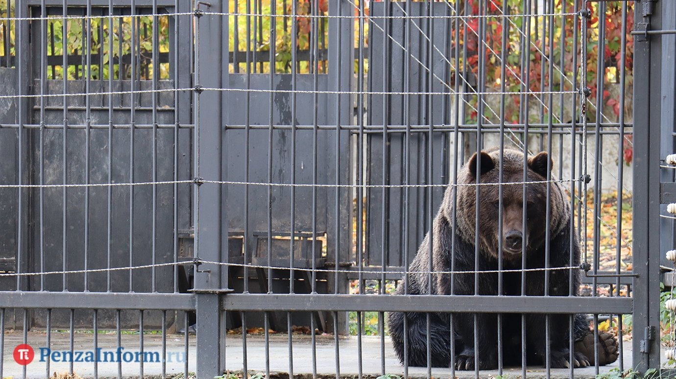 Россиянка встретилась с судом из-за сгенерированных фото с медведем