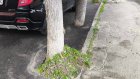 На улице Калинина в Пензе закатали в асфальт деревья