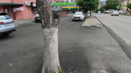 На улице Калинина в Пензе закатали в асфальт деревья
