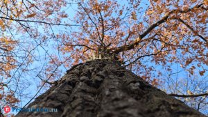 В Пензенской области продлили пожароопасный сезон