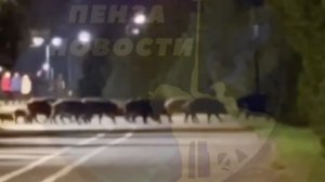 Недалеко от Арбековской Заставы заметили стадо кабанов
