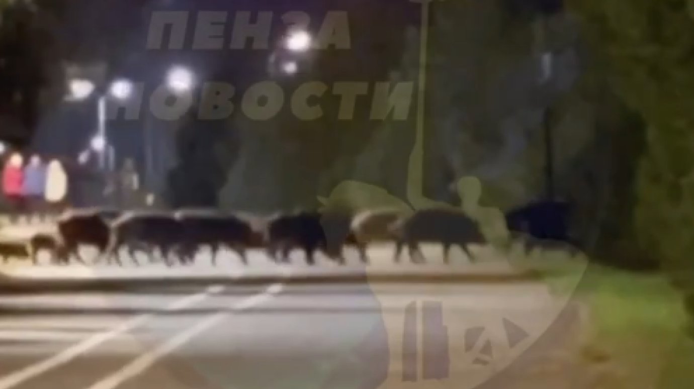 Недалеко от Арбековской Заставы заметили стадо кабанов