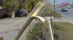 В Пензе на улице Чаадаева неизвестный сломал саженцы тополя