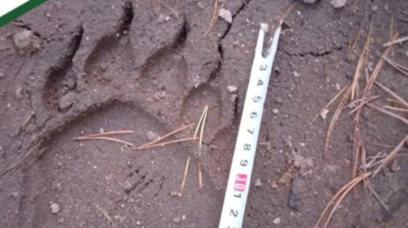 Следы медведя нашли у села в Лунинском районе
