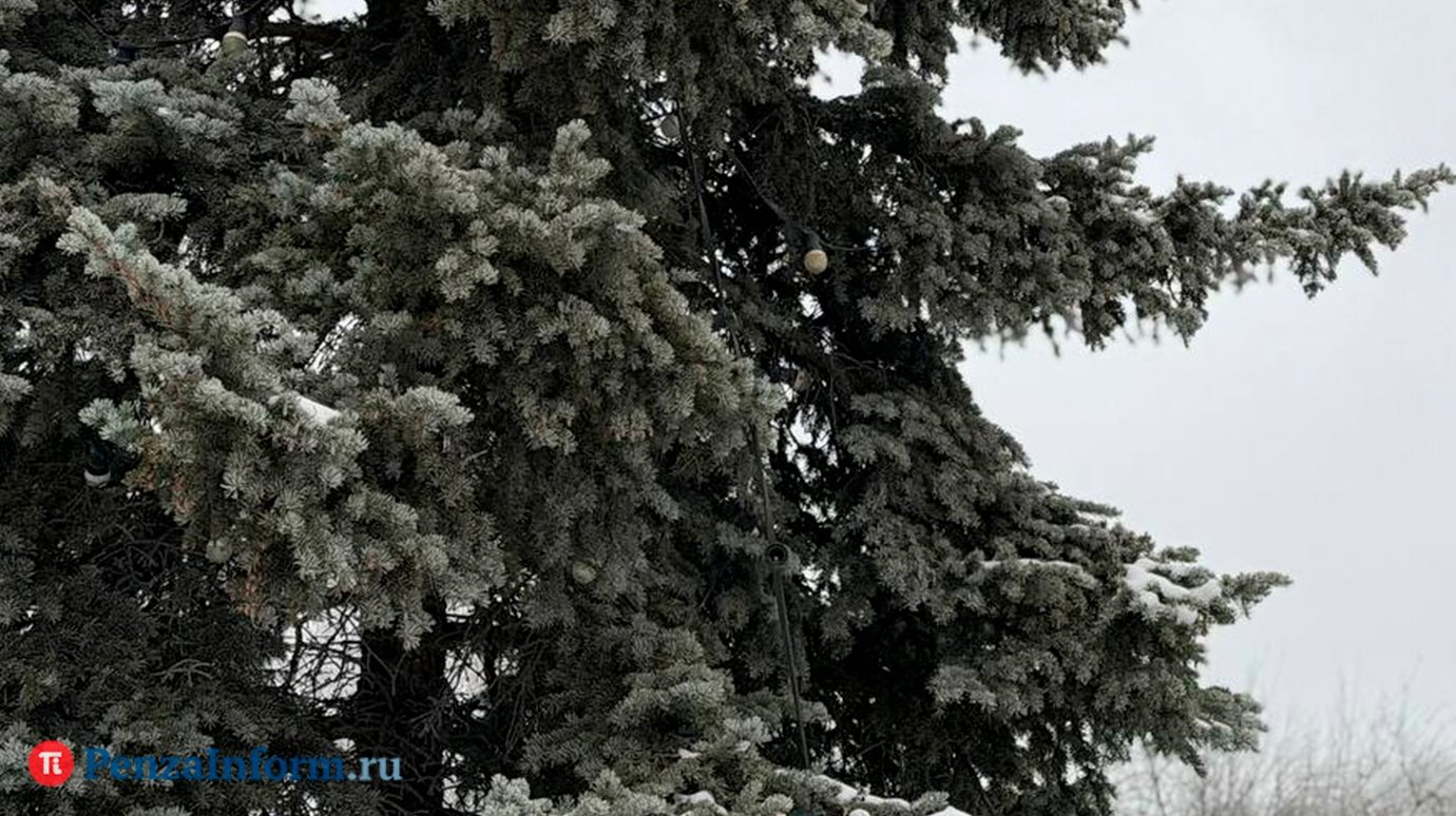 В Пензе хотят организовать фестиваль елок