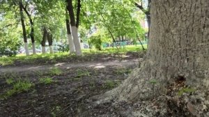 В УЖКХ не знают, что впрыскивали в деревья у «Электромеханики»