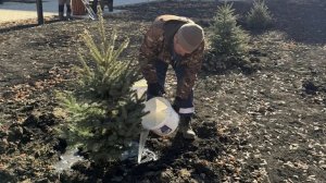 В Кузнецке в сквере памяти участников СВО высадили голубые ели
